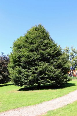 Fagus sylvatica 'Asplenifolia' - buk lesní - celek (118)